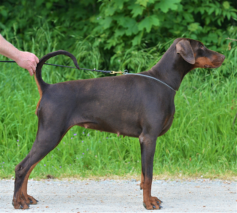 PennyPayton vom Lehmannsfelsen-dobermannzucht