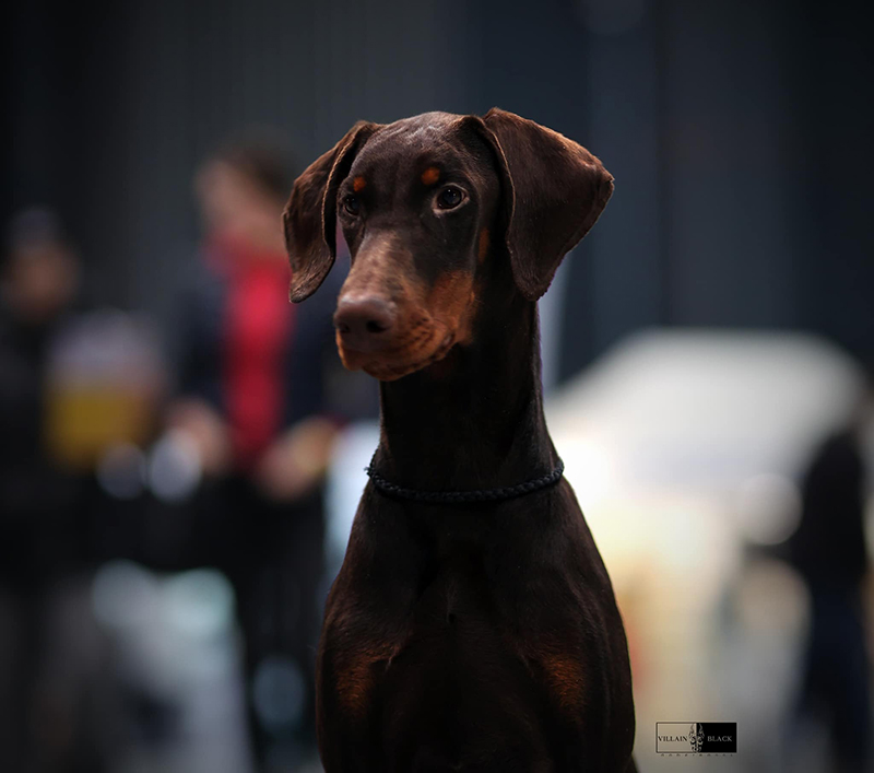 tiffany_cacib_bydgoszcz2024_3